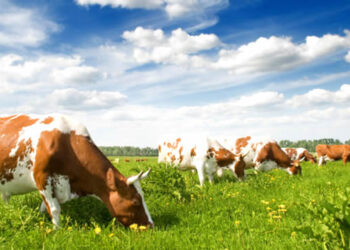 ELABORACIÓN DE REFRESCOS Y AGUAS DE BEBIDAS ENVASADAS