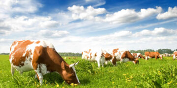 ELABORACIÓN DE REFRESCOS Y AGUAS DE BEBIDAS ENVASADAS