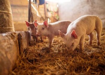 PRODUCCIÓN PORCINA DE REPRODUCCIÓN Y CRÍA