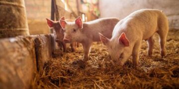 PRODUCCIÓN PORCINA DE REPRODUCCIÓN Y CRÍA